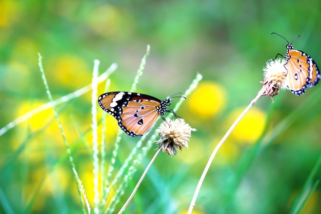 Plain Tiger Danaus chrysippus mariposa visitando flores en la naturaleza durante la primavera