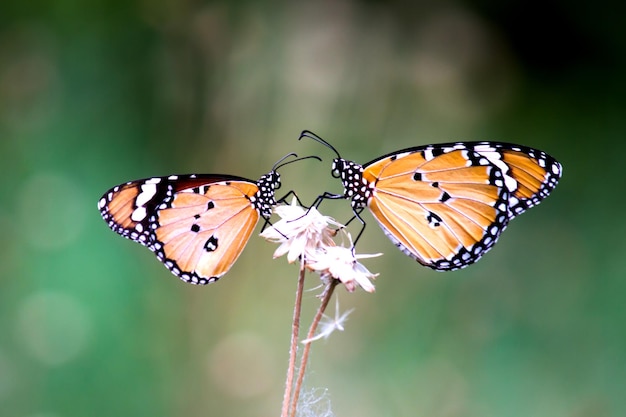 Plain Tiger Danaus chrysippus Schmetterling auf der Blumenpflanze mit einem schönen weichen, verschwommenen Hintergrund