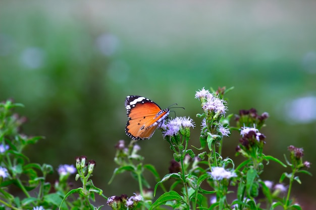 Plain Tiger Danaus chrysippus Schmetterling besucht Blumen in der Natur im Frühling