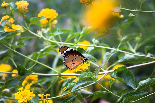 Plain Tiger Danaus chrysippus Schmetterling ruht auf der Blumenpflanze