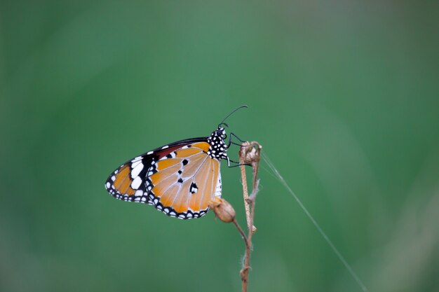 Plain Tiger Danaus chrysippus Schmetterling trinkt Nektar die Blumenpflanzen