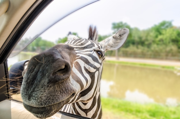 Plains Zebra, Common Zebra o Equus Quagga archivó un encabezado en el coche de los turistas en busca de comida