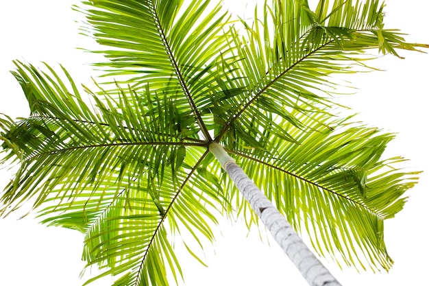 Plam árbol sobre fondo blanco hojas de coco