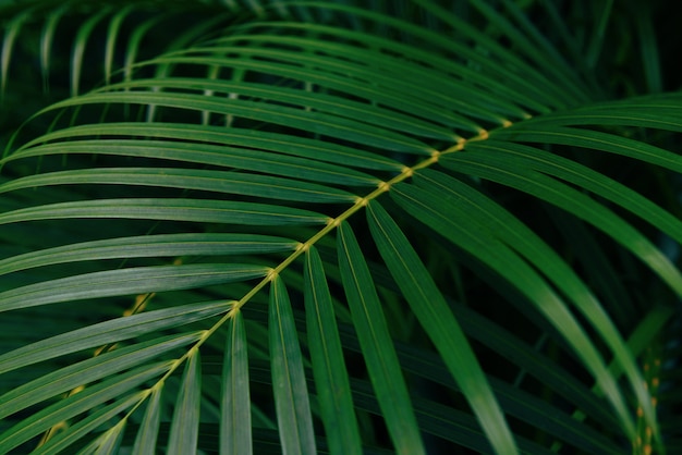 Plam deixa folhas verdes naturais lindas na selva de plantas da floresta tropical