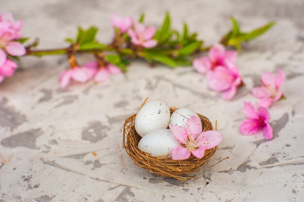 Plana pone árbol floreciente, huevos de pascua.