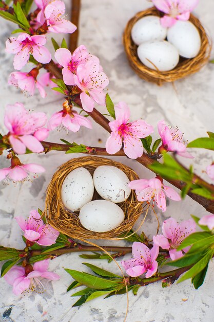 Plana pone árbol floreciente, huevos de pascua.