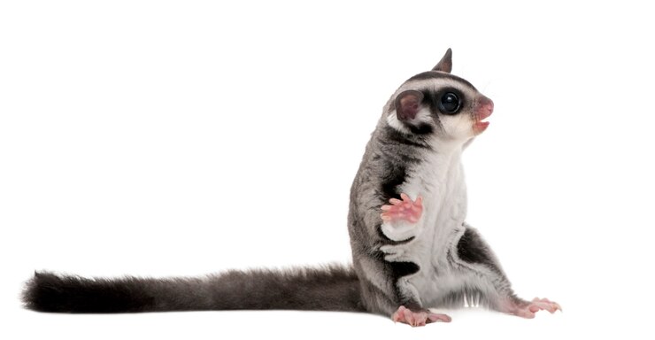 Foto planador do açúcar - petaurus breviceps em um branco isolado