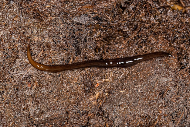 Planaria terrestre neotropical