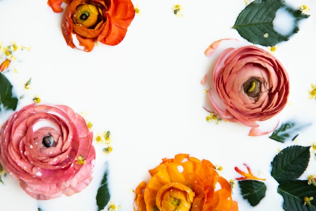 Planas laicos hermosas flores y hojas de ranúnculo en baño de leche