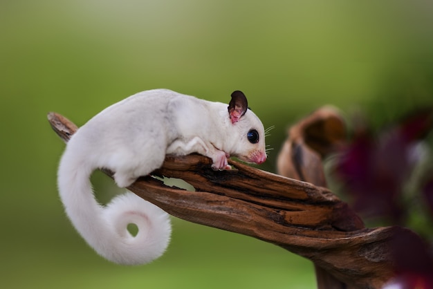 Planeador del azúcar blanco en branc