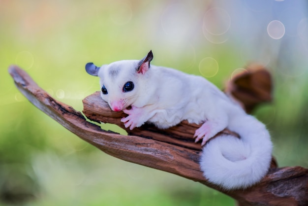 Planeador del azúcar blanco en branc