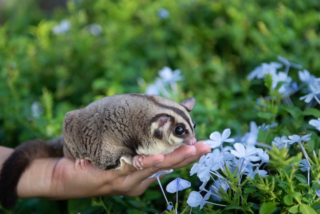 El planeador del azúcar huele las flores violetas azules en el jardín verde sobre la mano del dueño femenino