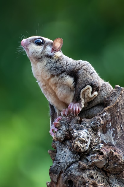 Planeador del azúcar Petaurus breviceps en la rama de un árbol