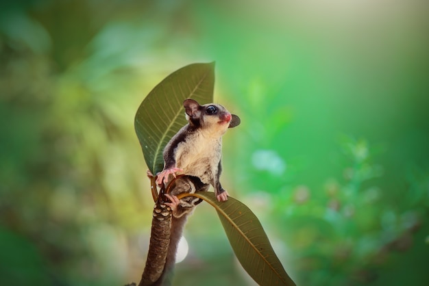 Planeador del azúcar en ramitas en el fondo de la naturaleza