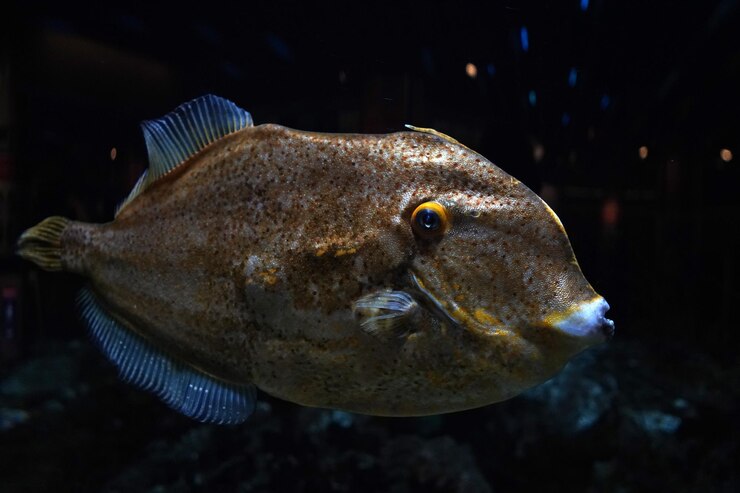 Foto planegead filefish stephanolepis hispidus oceano atlântico debaixo d'água