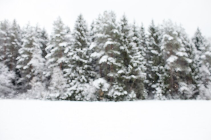 Foto planície de inverno coberto de neve com fundo de floresta de pinheiros fora de foco com cópia-espaço