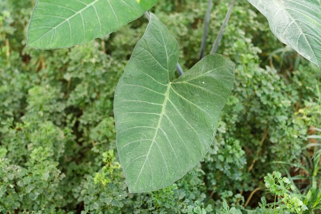 Plano aproximado da folha do filodendro. monstera