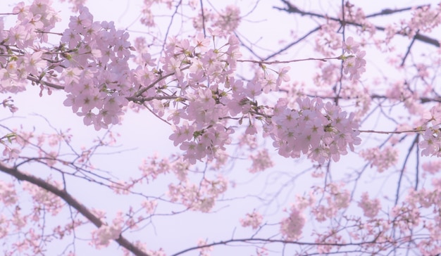 Plano cerrado de Sakura Cherry Blossom Flower and Branches