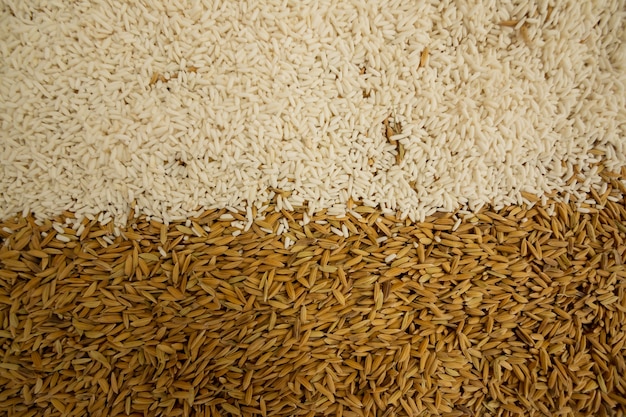 Plano de arroz cru para variedades de saúde da Tailândia