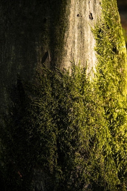 Plano de fundo, árvore, casca de árvore hornbeam e musgo.close up.beautiful luz artística