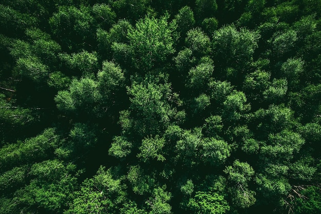 Plano de fundo da floresta verde vista de cima para baixo com drone