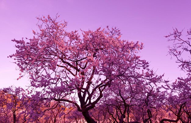 Foto plano de fundo da paisagem com flor de amêndoa