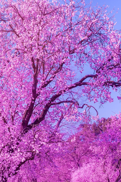 Foto plano de fundo da paisagem com flor de amêndoa