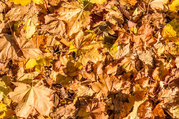 Plano de fundo das folhas de bordo amarelas caídas