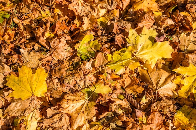 Plano de fundo das folhas de bordo amarelas caídas