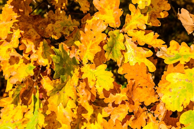 Plano de fundo das folhas de carvalho amarelo. Conceito de outono