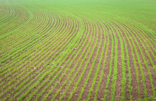 Plano de fundo de ambiente natural útil para conceitos relacionados a país e agricultura. Detalhe de terras agrícolas com cultivo crescente.