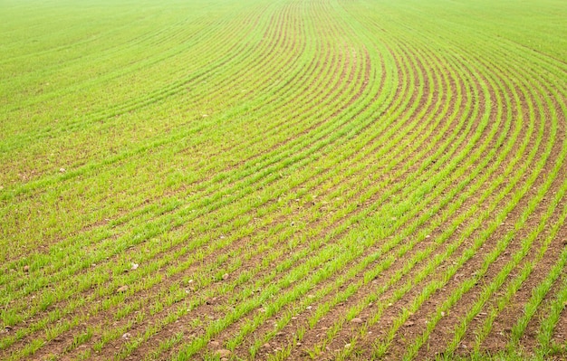 Plano de fundo de ambiente natural útil para conceitos relacionados a país e agricultura. Detalhe de terras agrícolas com cultivo crescente.