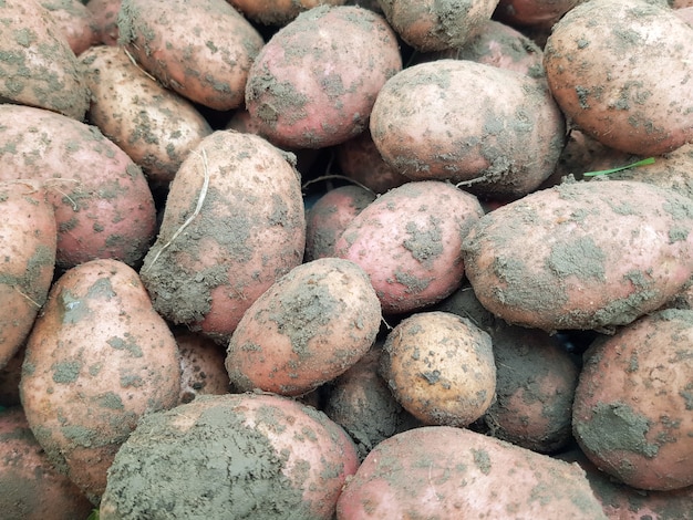 Plano de fundo de batatas cavadas em close up batatas grandes estão no chão