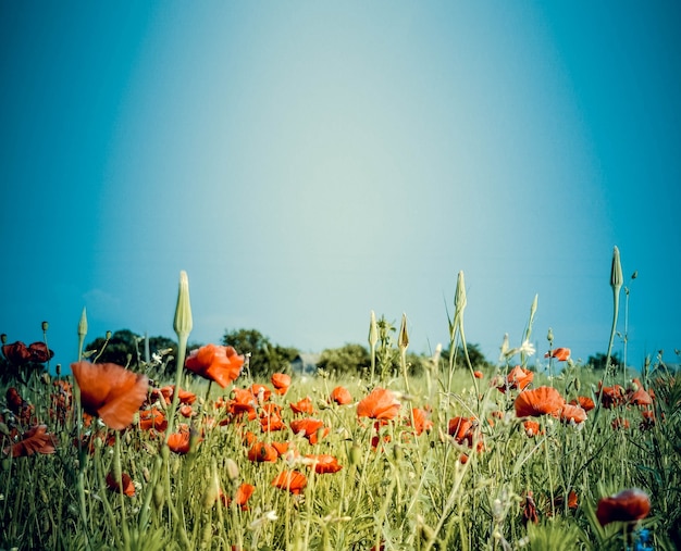 Plano de fundo de céu azul e campo com papoilas vermelhas, filtro