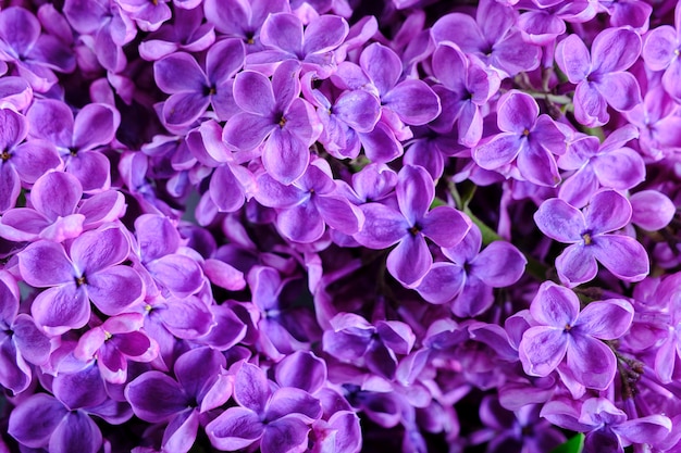 Plano de fundo de flores lilás florescendo closeup