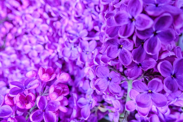 Foto plano de fundo de flores lilás florescendo closeup