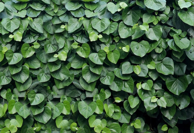 Plano de fundo de folhas verdes na forma de uma folha de fundo verde