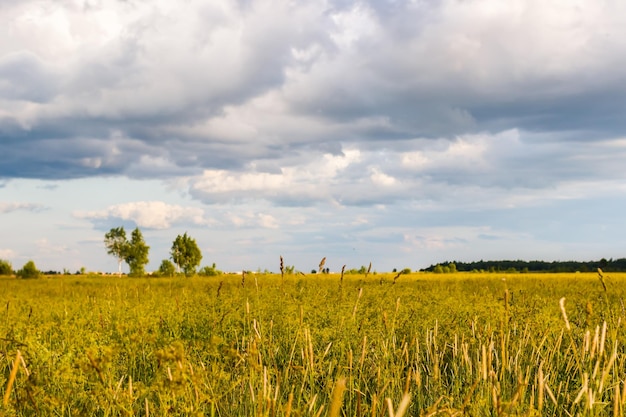 Plano de fundo de um campo de grama sob um lindo céu nublado