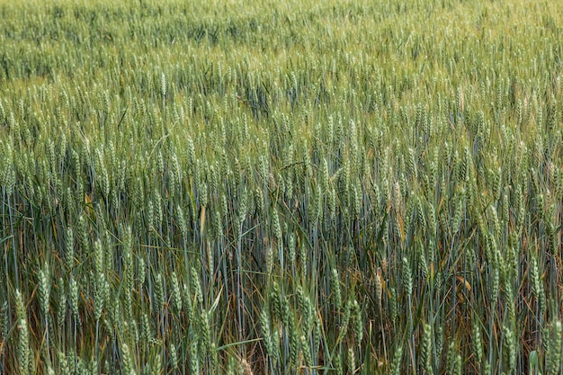 Plano de fundo de um campo de trigo