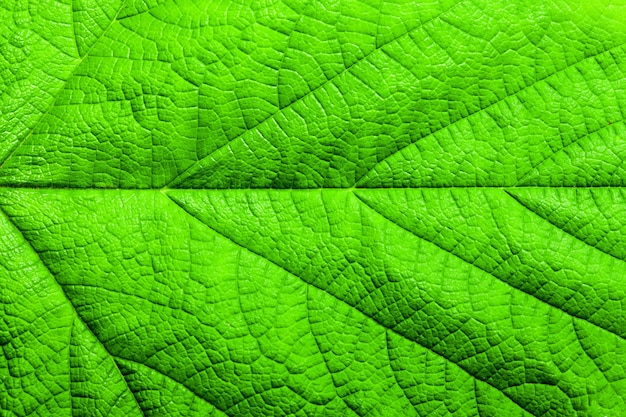 Plano de fundo de uma folha verde com listras. foto macro