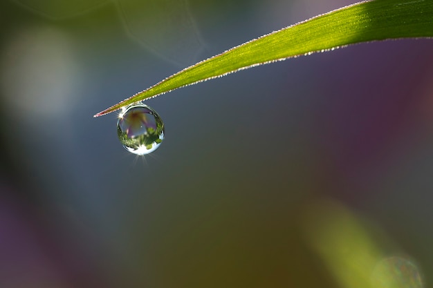 Foto plano de fundo de uma grama verde fresca com gotas de água.