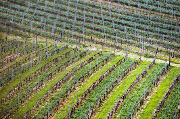 Plano de fundo de vinhas nas colinas da Toscana na primavera, Itália