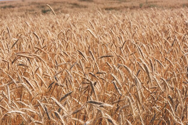 Plano de fundo do campo de trigo. foco seletivo