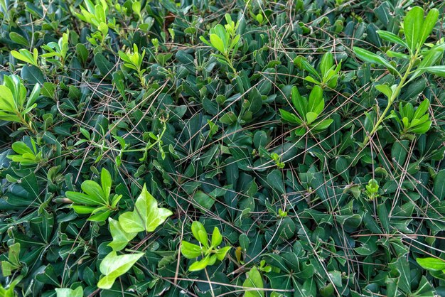 Plano de fundo em um jardim de folhas verdes no verão