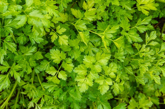 Foto plano de fundo ou textura do tapete de folha de salsa verde em foco suave no fundo