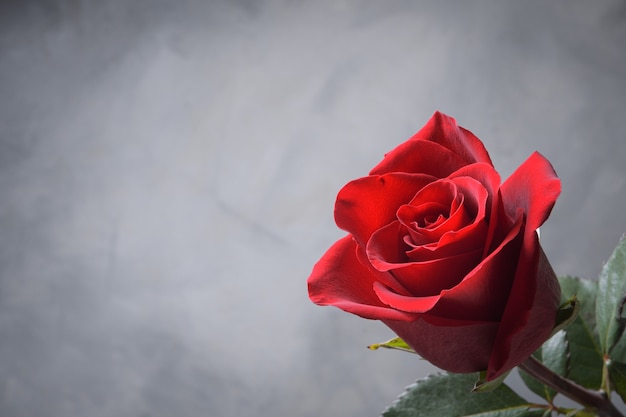 Plano de fundo para o cartão de dia dos namorados. Conceito de dia dos namorados. Rosa vermelha, linda floração. Fechar-se.