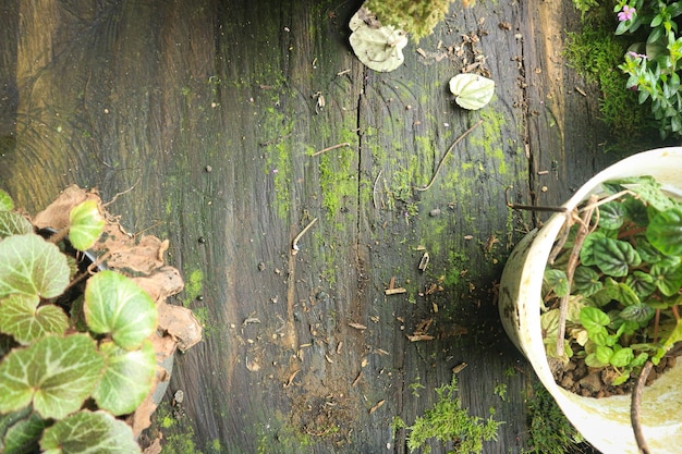 Plano de fundo texturizado de madeira com textura de musgo verde