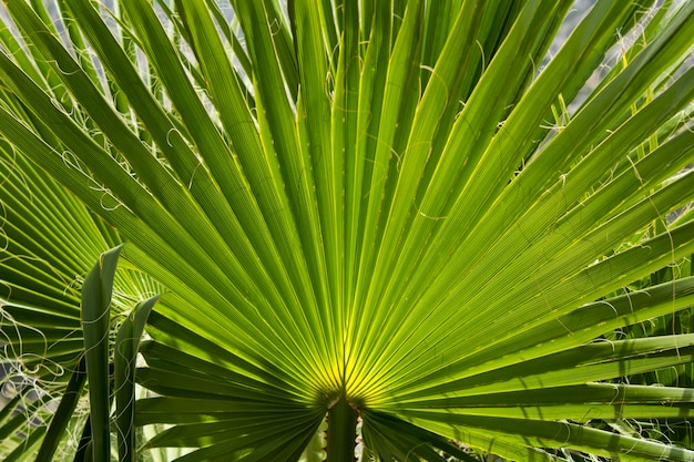 Plano de fundo tropical. close-up em folhas de palmeira.