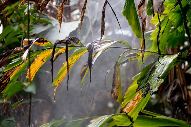 Plano de fundo tropical. Folhas de palmeira cheias de umidade e chuva tropical. Foco seletivo.