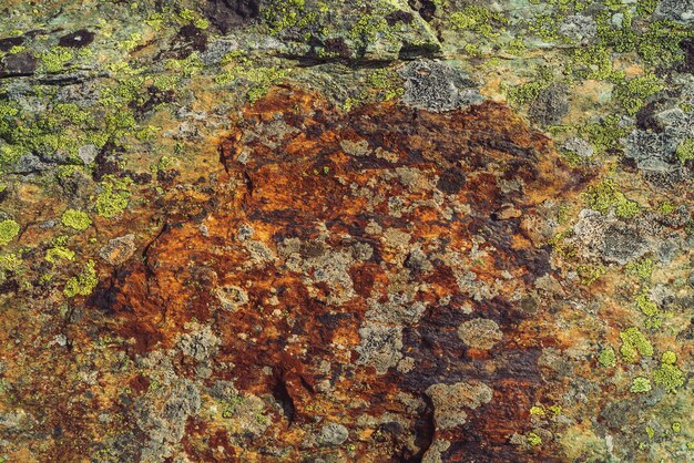 Plano de pedregulho multicolorido em macro. Superfície bonita rocha close-up. Pedra texturizada colorida. Fundo detalhado surpreendente de pedregulho das montanhas com musgos e líquenes. Textura natural da montanha.